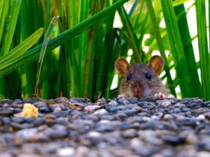 Rongeur sur du gravier avec de l'herbe en arrière plan